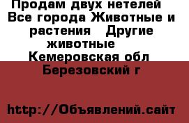 Продам двух нетелей - Все города Животные и растения » Другие животные   . Кемеровская обл.,Березовский г.